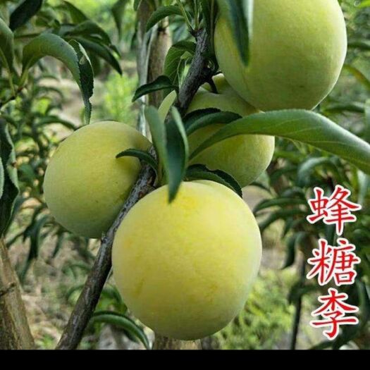 苍溪县蜂糖李树苗  四川广元产地直售(蜂糖李子苗)