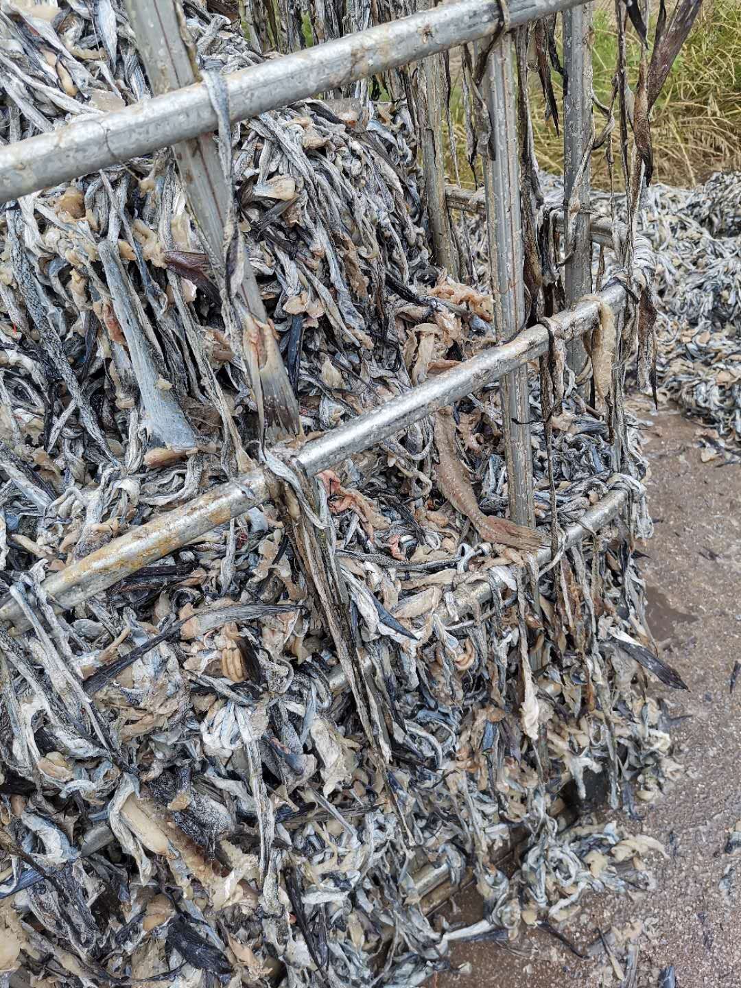 复合微生物菌剂 