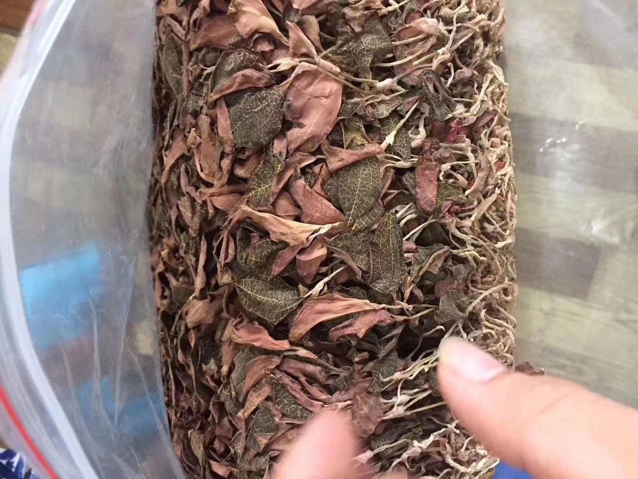  金线莲500克装干品