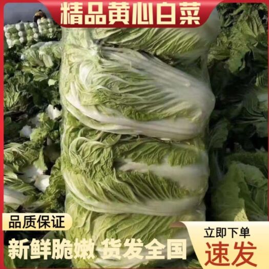 夏邑县黄心大白菜  河南精品黄心白菜青杂三号买过的老板都说好，本人做代办多