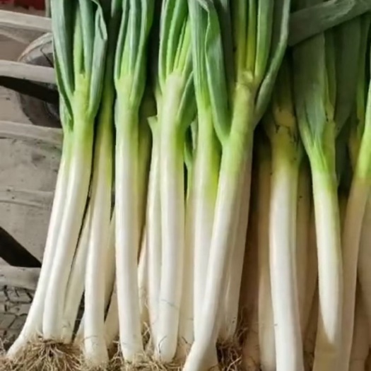 东营铁杆大葱 净葱