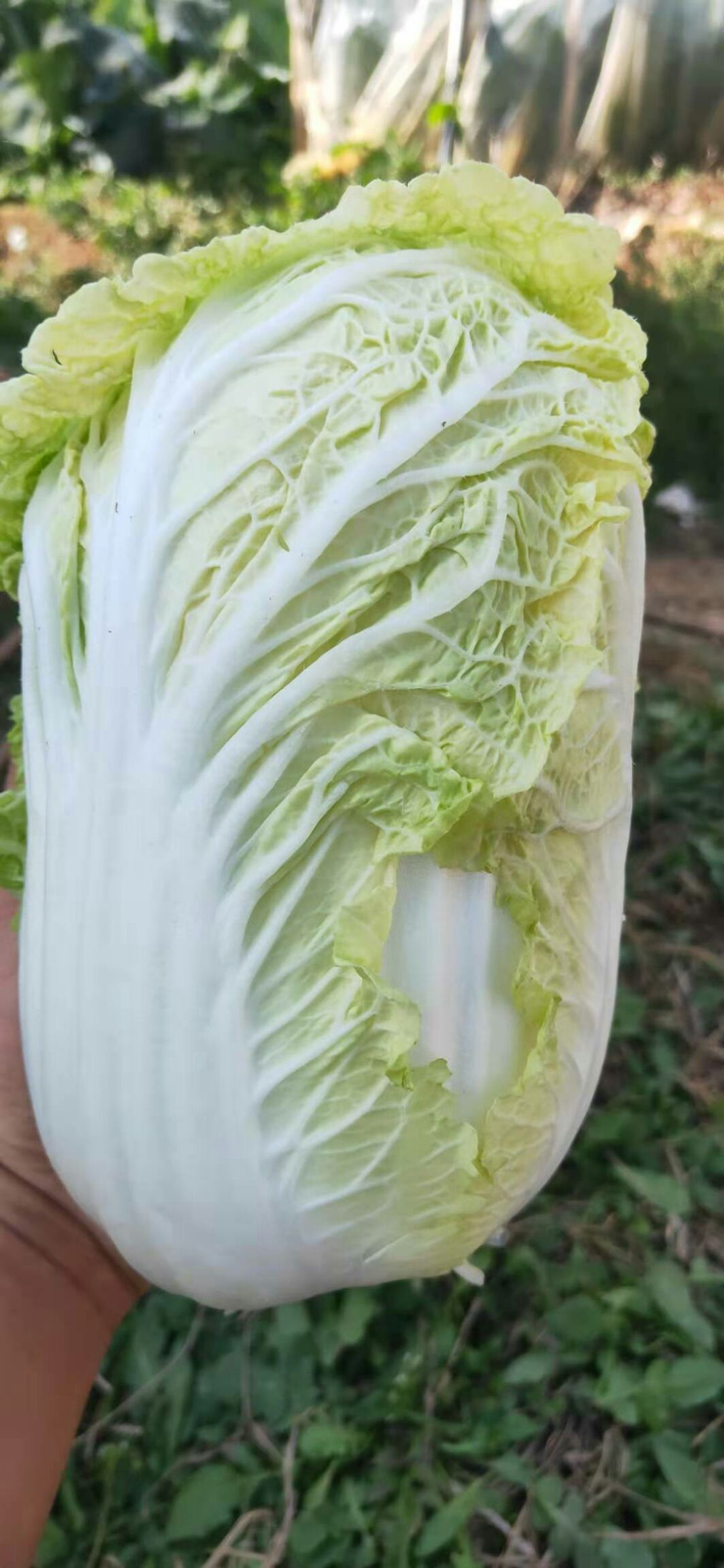 大娃娃菜娃娃菜产地直销量大稳定供货