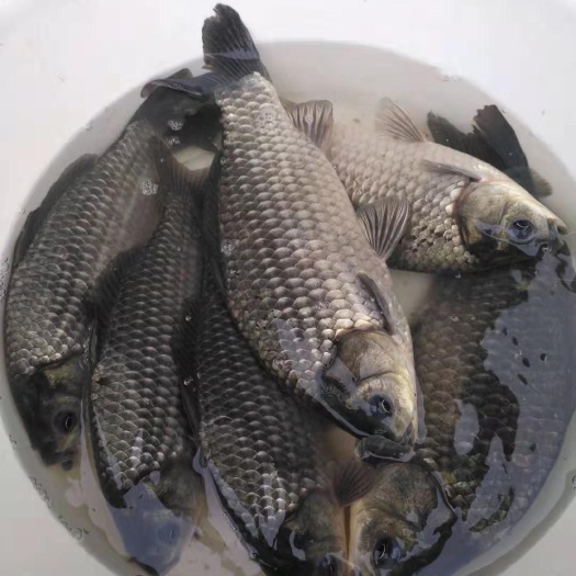广州中科三号鲫鱼  鱼苗 鲫鱼苗 中科鲫5号 银鲫 大白鲫 东北鲫 湘云鲫