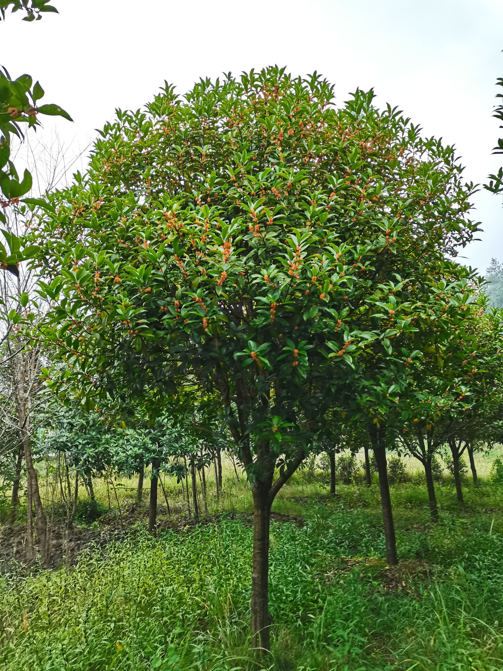 桂花树  8公分桂花