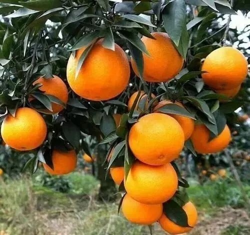 荣县耙耙柑 来自神秘北纬30度四川荣县的春见、碰柑、不知火、等陆续上市了
