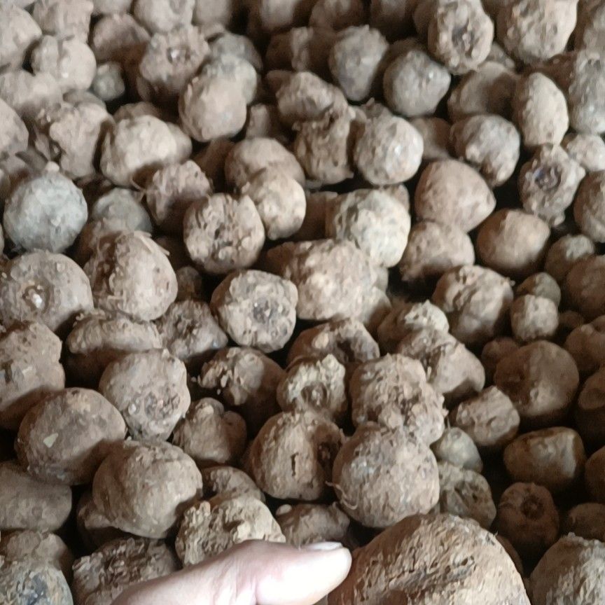魔芋种子  汤圆大小的花子