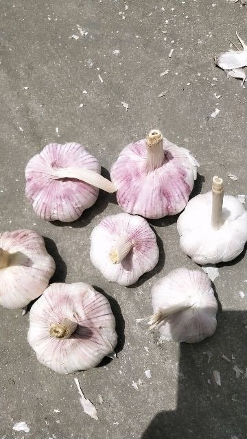 金乡县红皮蒜  金乡大蒜