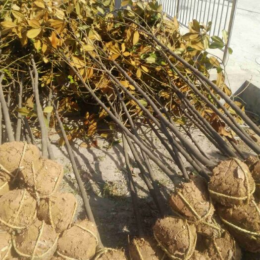 南京 南京广玉兰优惠促销