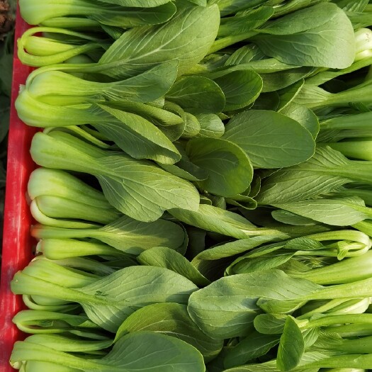 民权县北方小油菜 小油菜（上海青）小白菜