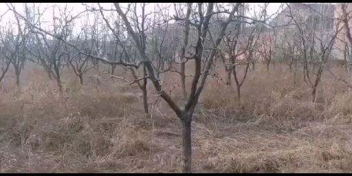 稷山县枣树苗 5-13公分枣树