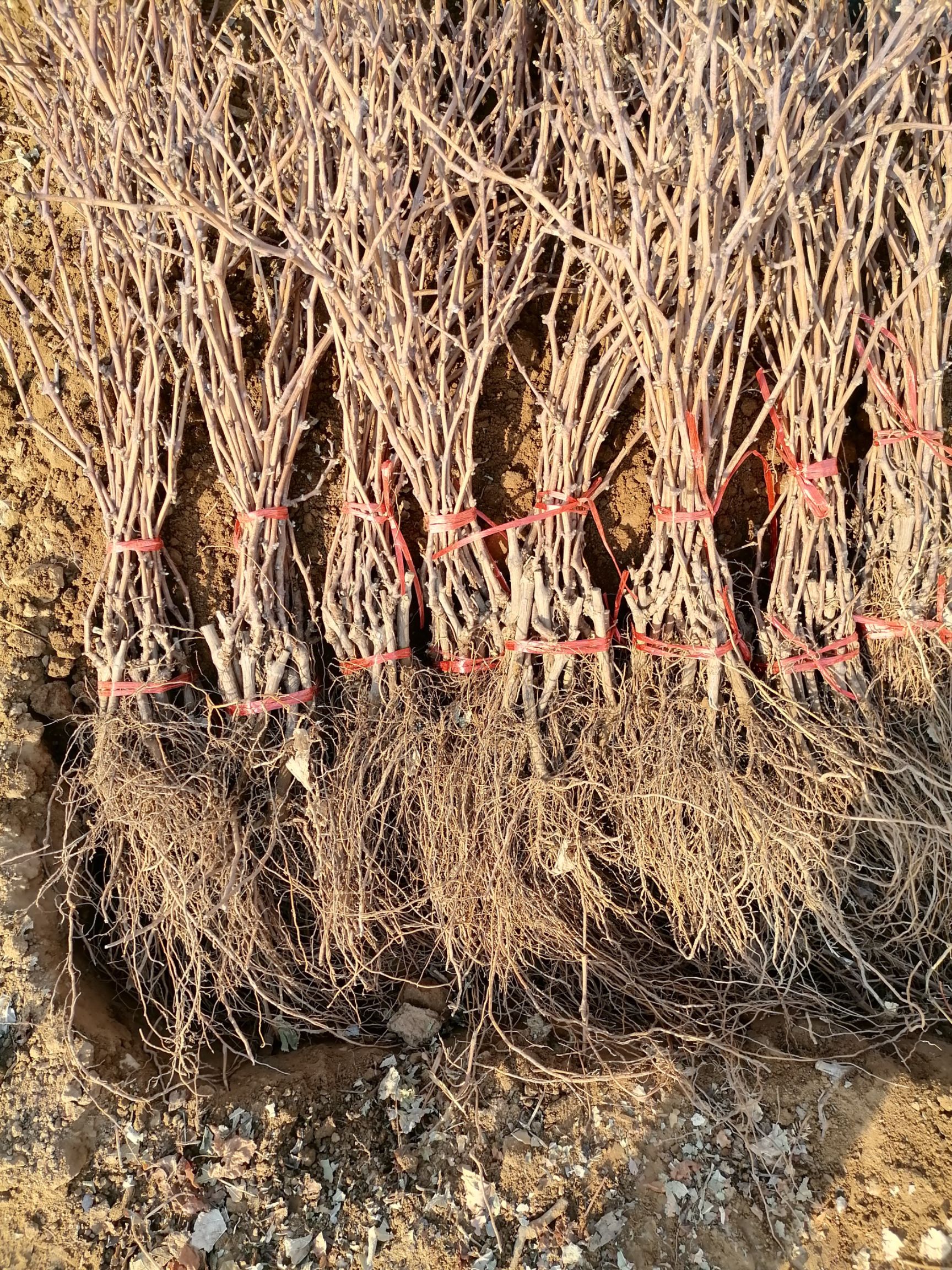 玫瑰香葡萄苗 实生苗 裸根苗 
