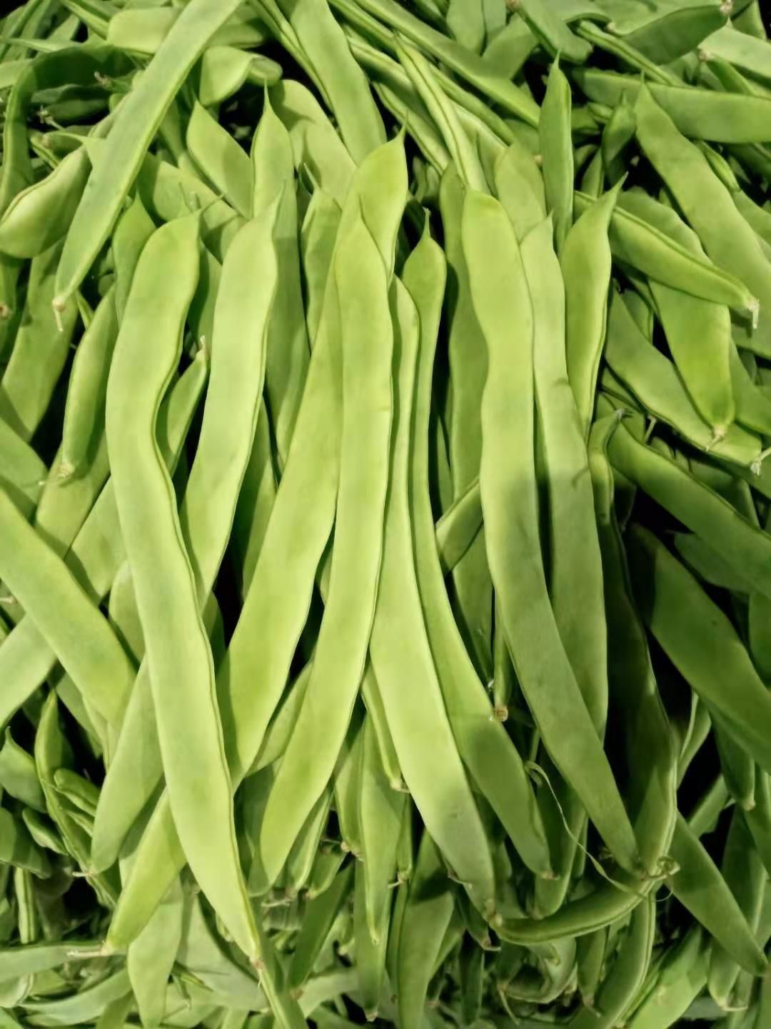 交大红扁豆2号 有大量扁豆，无箐豆出售