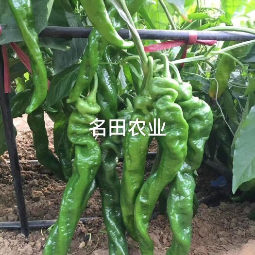 螺丝椒种子，螺丝椒品种 早熟椒形好，丰产 抗病能力强！