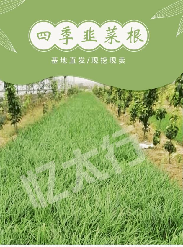 韭菜根保证当年新根，保证头茬