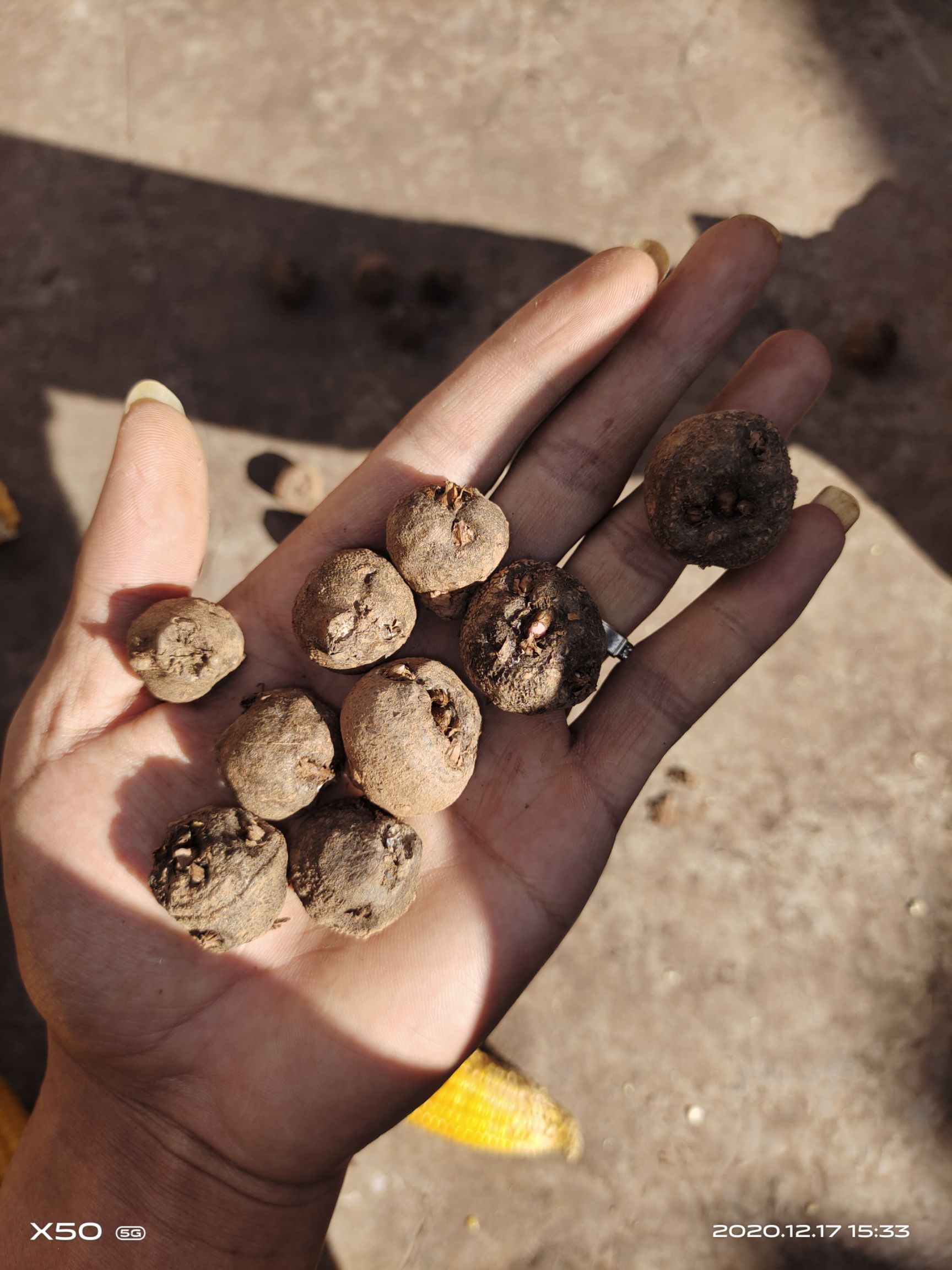 魔芋种子 一代子,二代子!11月至4月长期有货