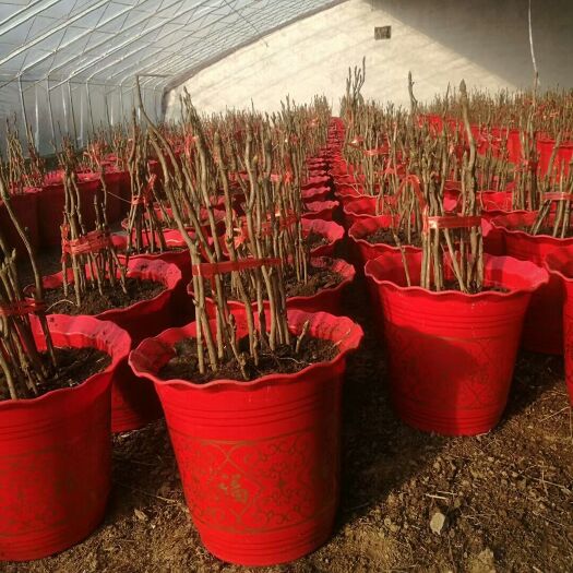 菏泽观赏牡丹 摧花牡丹上市