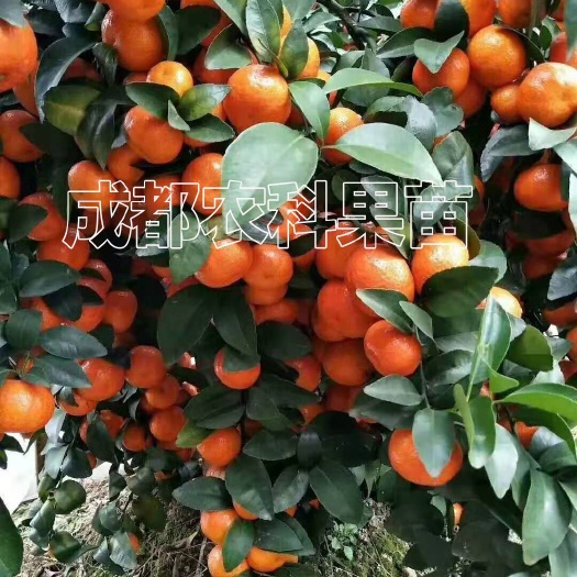 早熟沙糖桔苗砂糖橘树苗砂糖柑苗优质沙糖桔种苗批发零售品种正宗