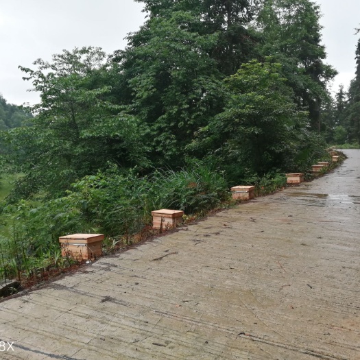 利川市中
蜂  优质蜂群
