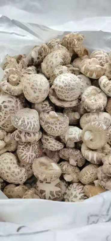 信阳花菇包邮优质精选花菇特级干花菇香菇4~16cm基地大量供应