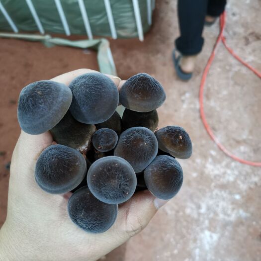 怀集县黑皮鸡枞菌批发零售