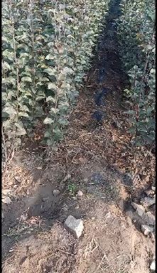 泰安矮化短枝富士苹果苗 