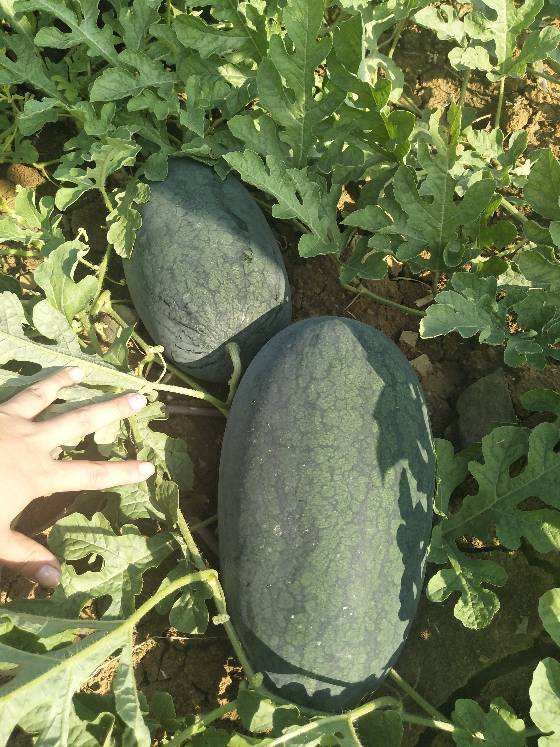 黑美人西瓜种子  黑美人西瓜