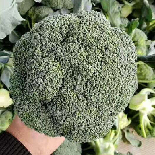 新野县耐寒优秀西兰花 长年供应不同季节的多种蔬菜