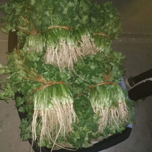 弥渡县铁杆青香菜，棵株均匀，香味浓郁，卖相好，支持田间视频选货