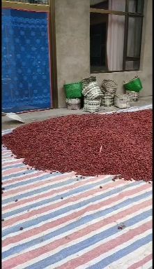  新疆红枣胡小肉厚产地价格一手货