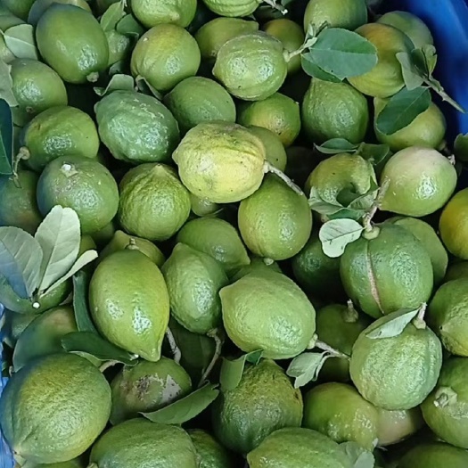 阳春市广东无籽香水柠檬花皮二级