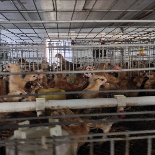 衡南县麻鸡苗  脱温苗直销绿壳蛋鸡  半斤左右 场地直销 脱温江汉鸡苗