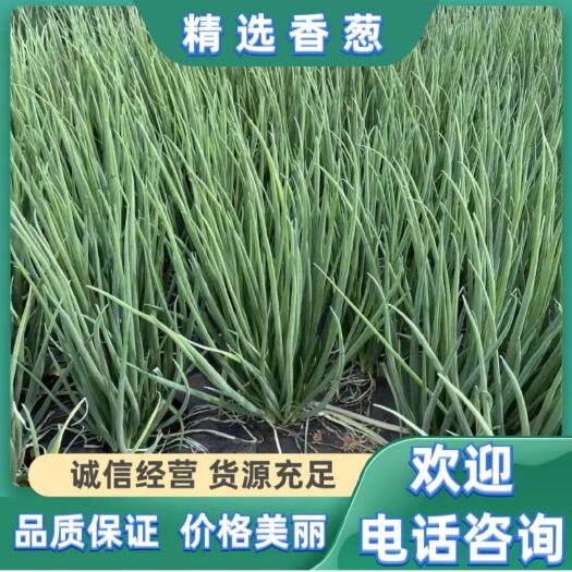 泸西县小葱产地直供精品小葱热销中，货源充足，实力代办