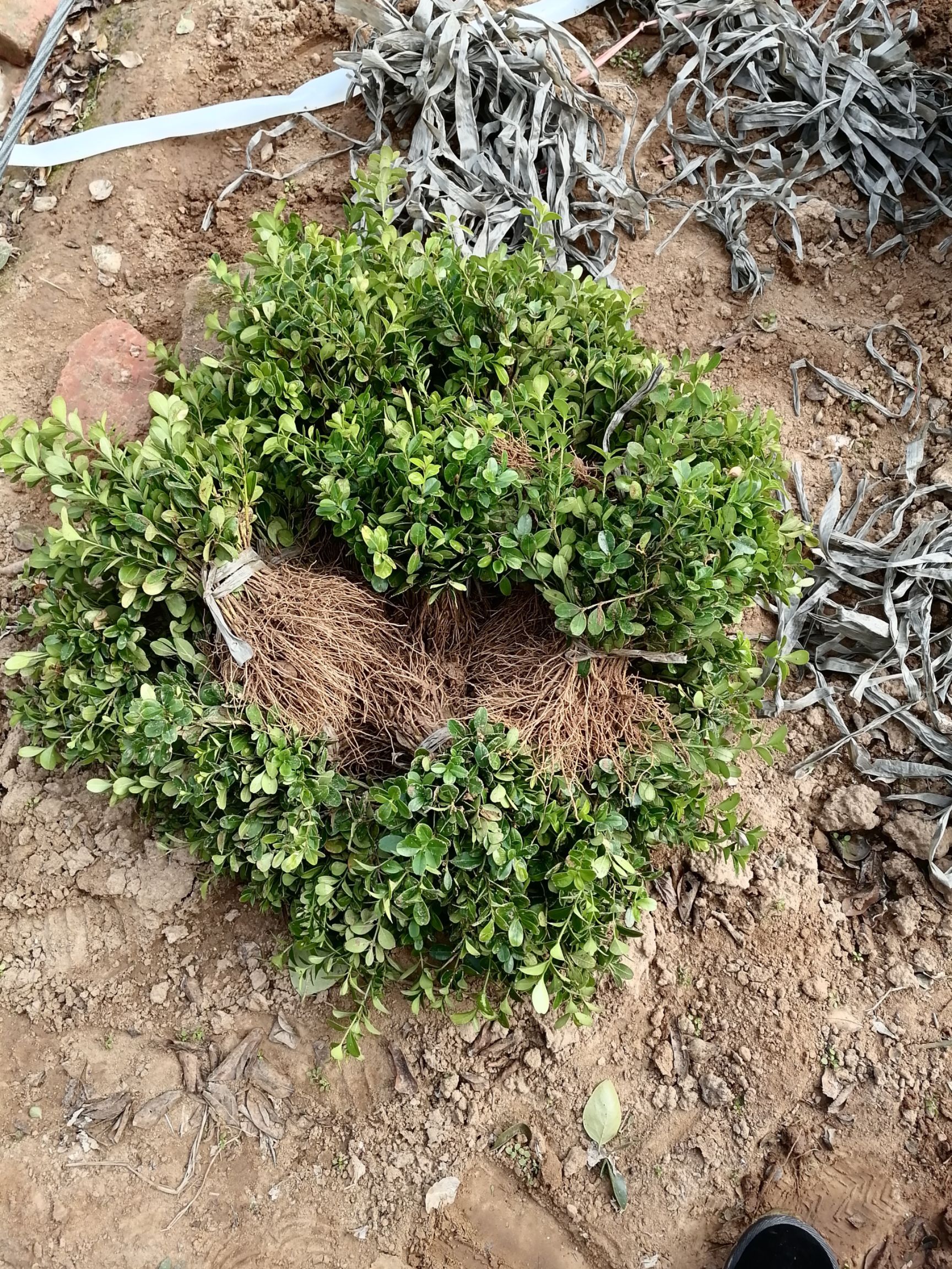 瓜子黄杨木  瓜子黄扬苗，床苗，瓜子黄扬苗基地欢迎订购