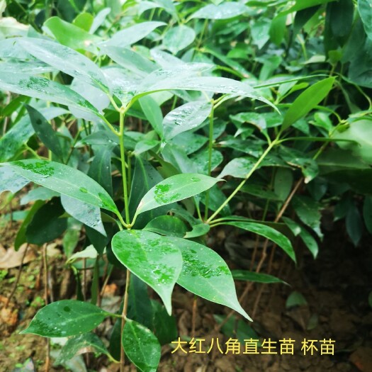 苍梧县大红八角树苗直生苗大红八角树苗直生苗杯苗