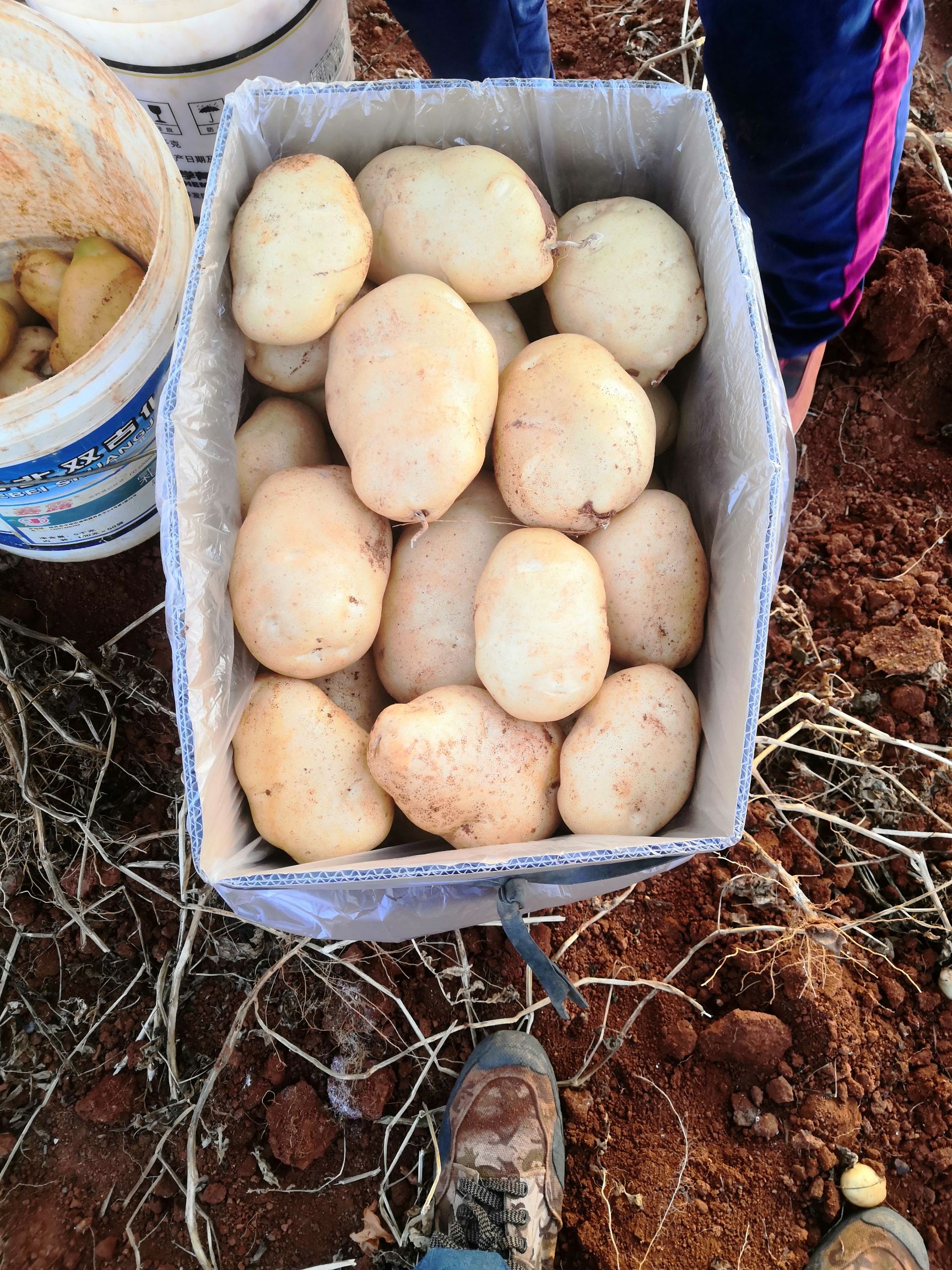 丽薯6号云南陆良土豆丽薯六号大量上市因天气因素今年土豆减产