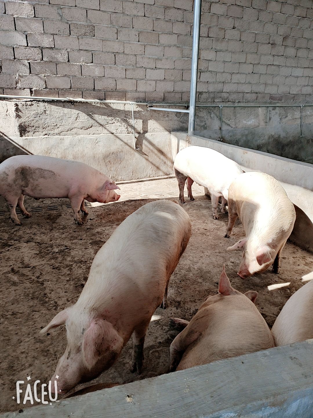 景东彝族自治县生猪  农户家养土杂猪，保证，膘肥体壮，肉质滑腻香口