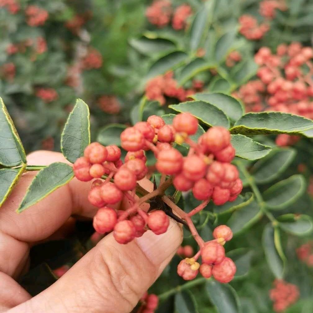 陕西富平花椒粉精选粮米面调味香料天然种植农家特产