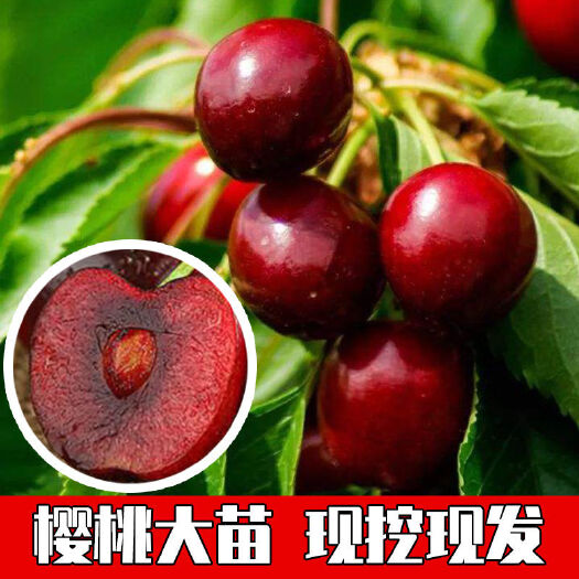 平邑县红蜜樱桃苗  车厘子樱桃树苗果苗特大樱桃盆栽地栽南北方种植
