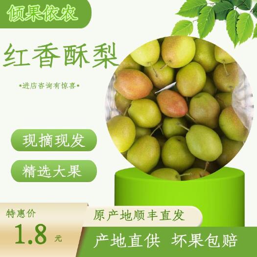 万荣县 红香酥梨大量出库了