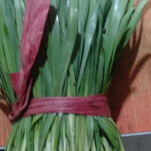 乐亭县大叶韭菜 头茬 