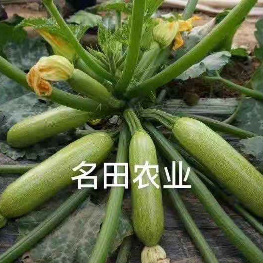 西葫芦种子，耐热 高产抗病毒绿皮西葫芦种子