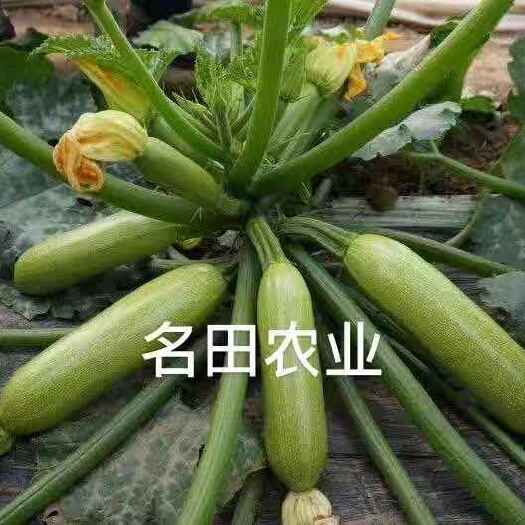 昆明西葫芦种子，耐热 高产抗病毒绿皮西葫芦种子