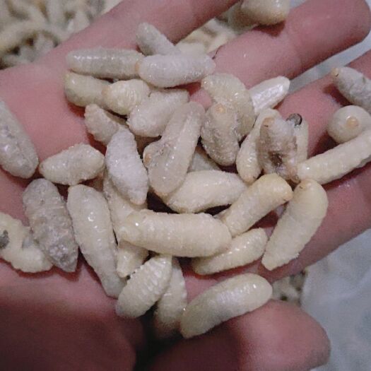 胡蜂蛹  樹蜂3級蛹，靚貨
