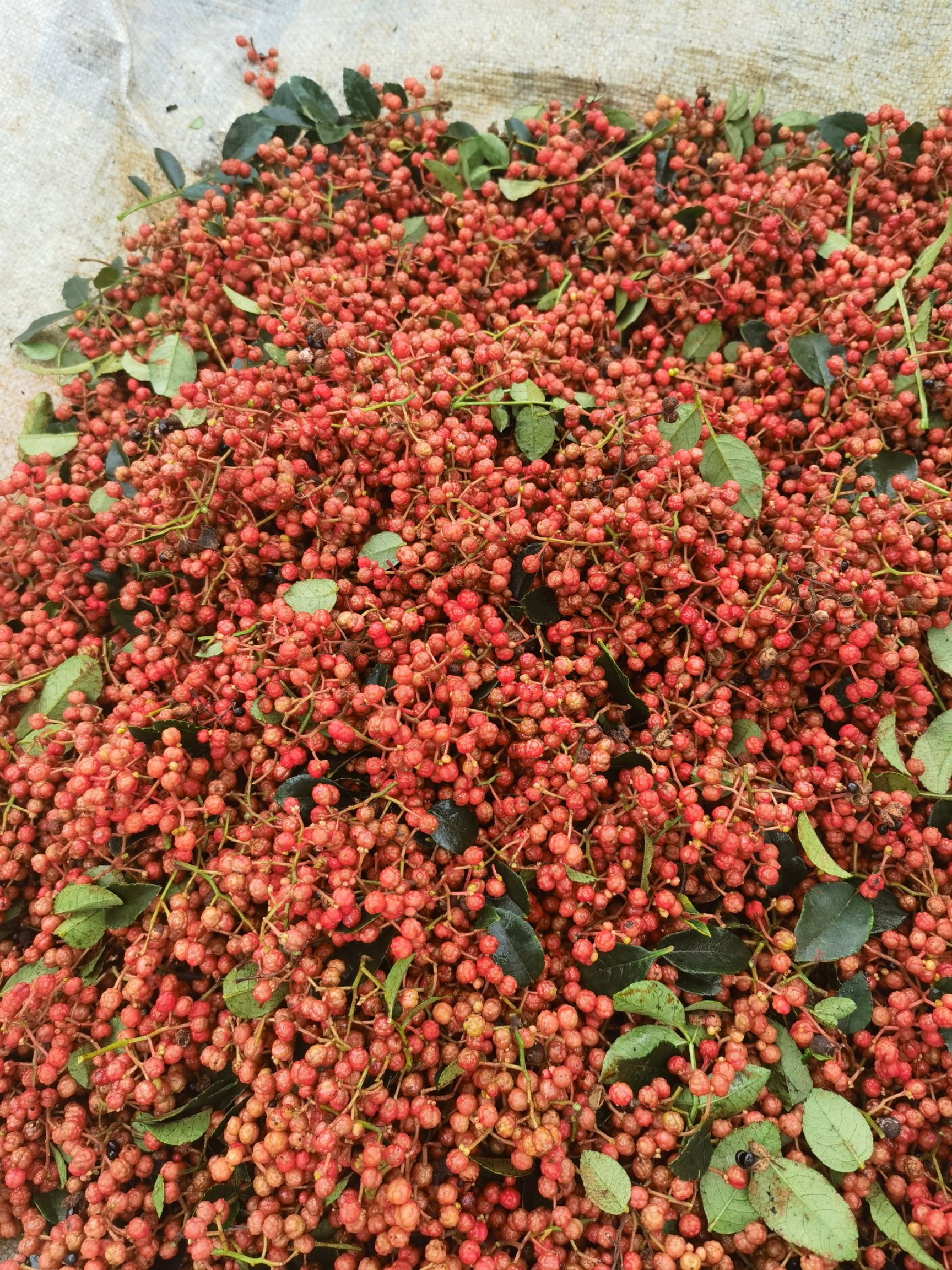 陕西富平花椒粉精选粮米面调味香料天然种植农家特产