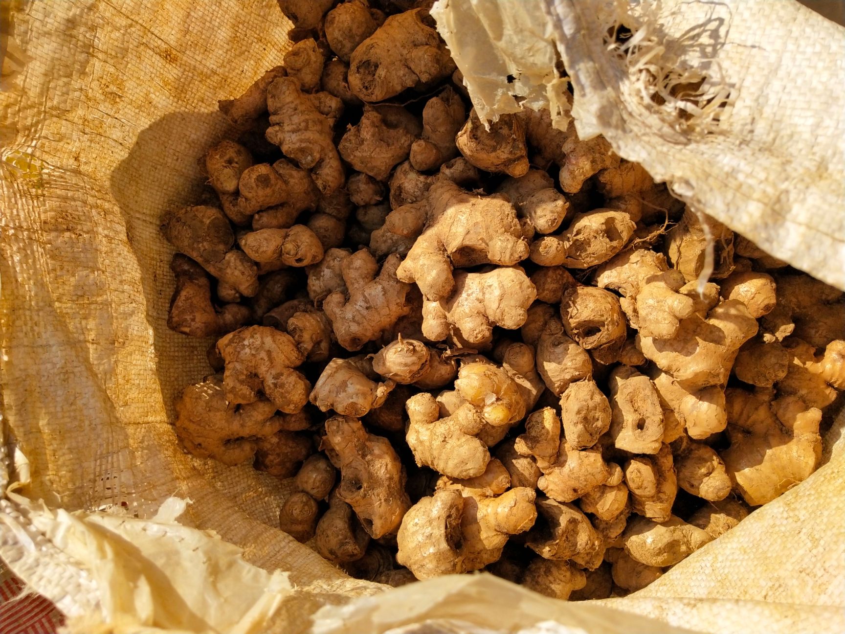 姜母混装通货带土