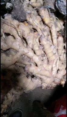 姜种，生姜，香辣脆。都是有机肥种植，可以留种可以长时间存放。