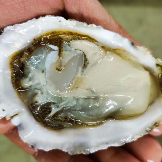 云浮净化蚝  乳山蚝15+