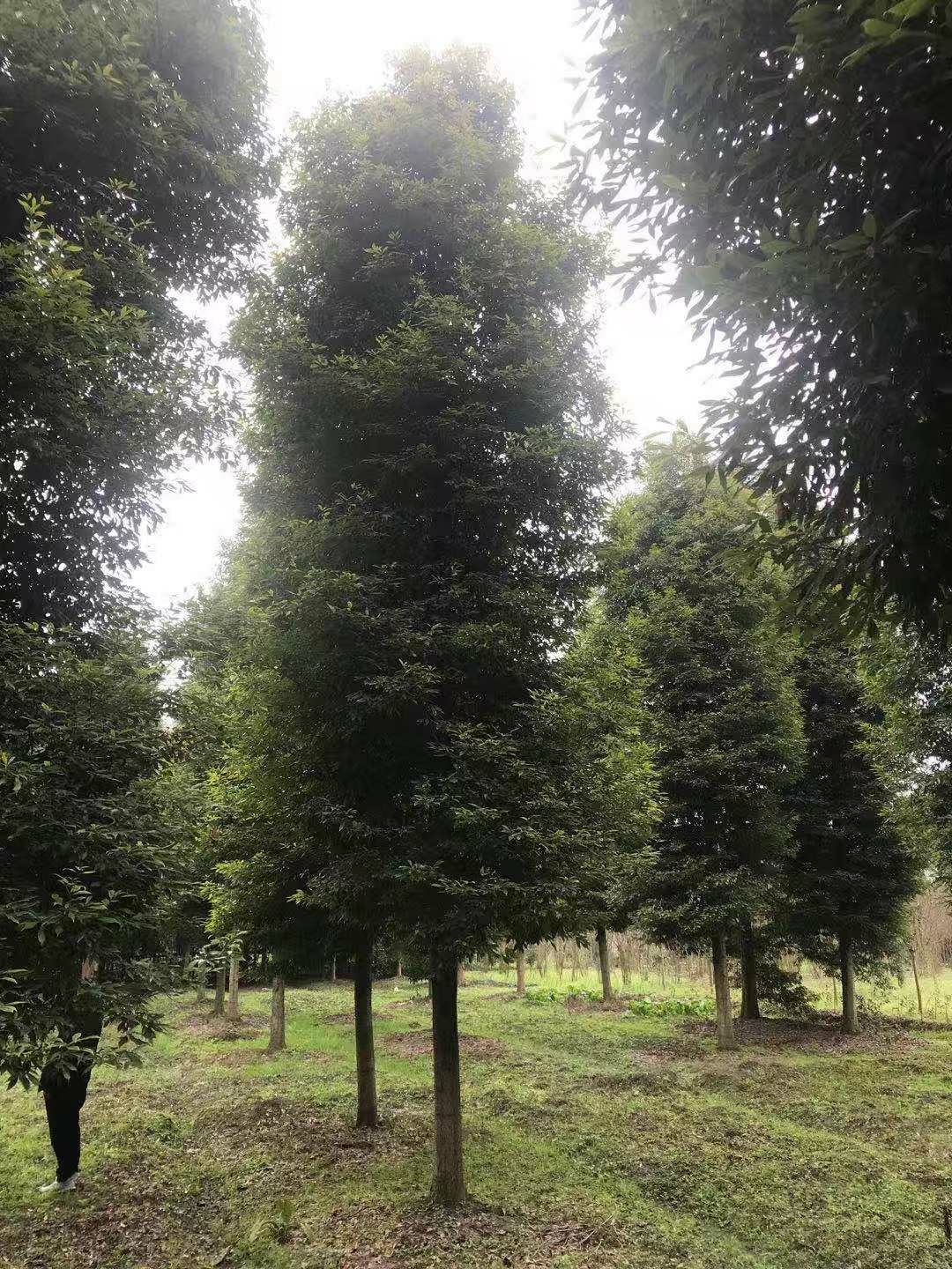  桢楠，成都桢楠基地，小叶桢楠