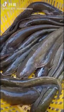 通江县土鲶鱼 质量保证，