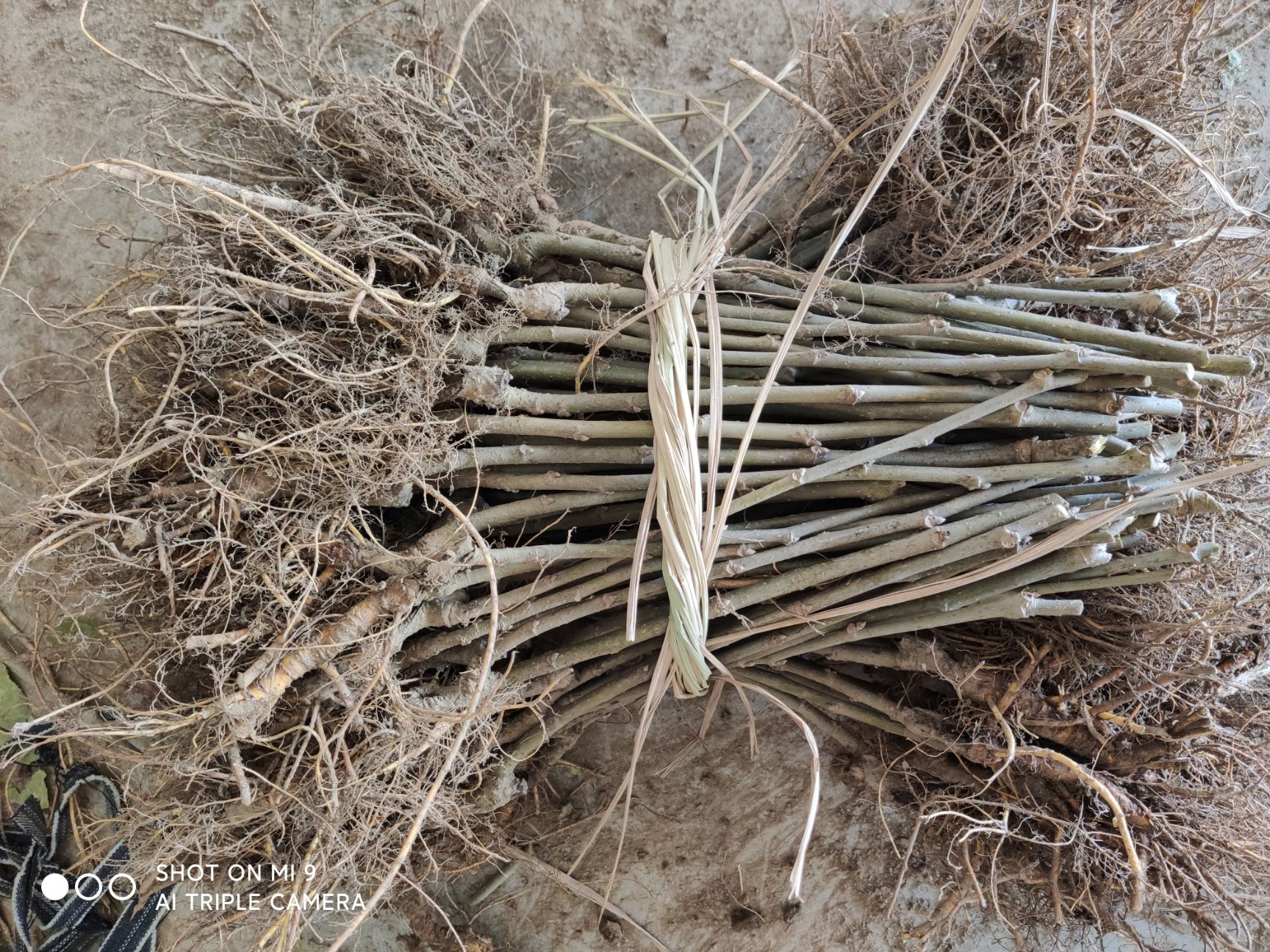 大白珍珠桑苗  大白珍珠果桑苗韩国大白珍珠桑树苗 奶白色桑葚